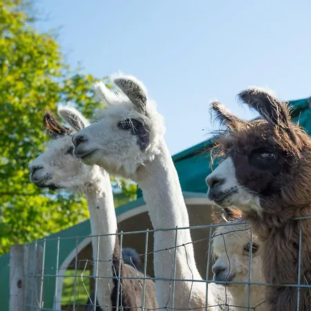 Lamahof Tschaeppel By Interhome *