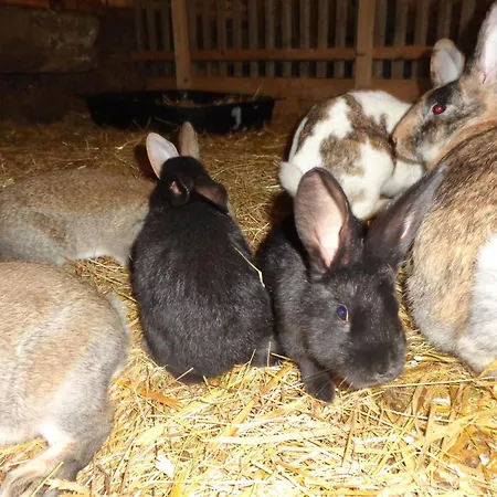 Lamahof Tschaeppel By Interhome شقة Huttwil