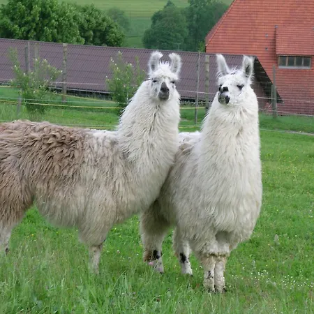 Lamahof Tschaeppel By Interhome Huttwil