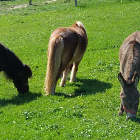 Lamahof Tschaeppel By Interhome Huttwil