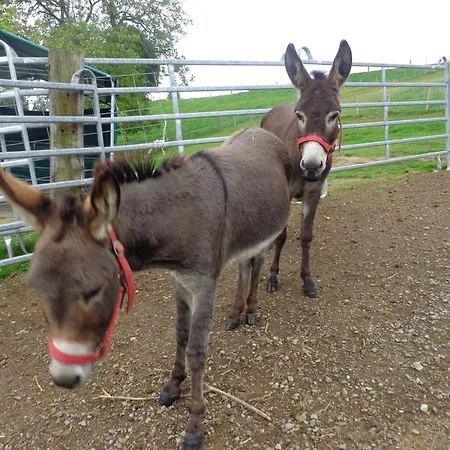 شقة Lamahof Tschaeppel By Interhome