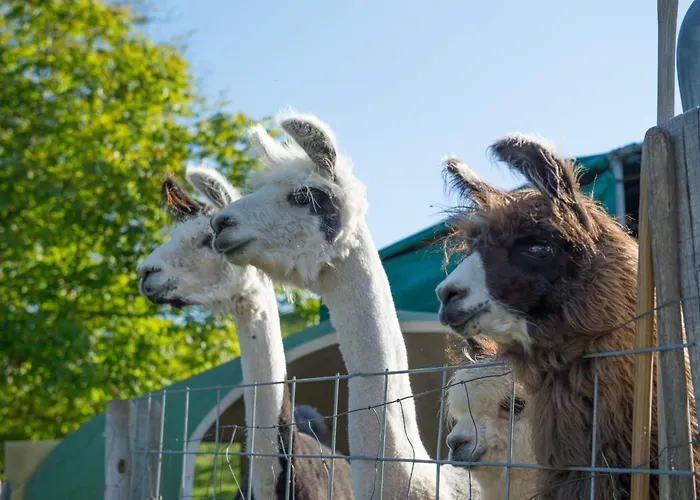 Lamahof Tschaeppel By Interhome *