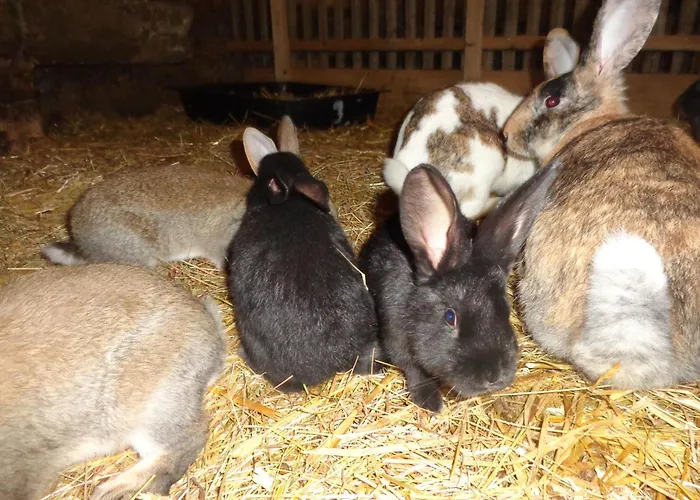 Lamahof Tschaeppel By Interhome 公寓 Huttwil