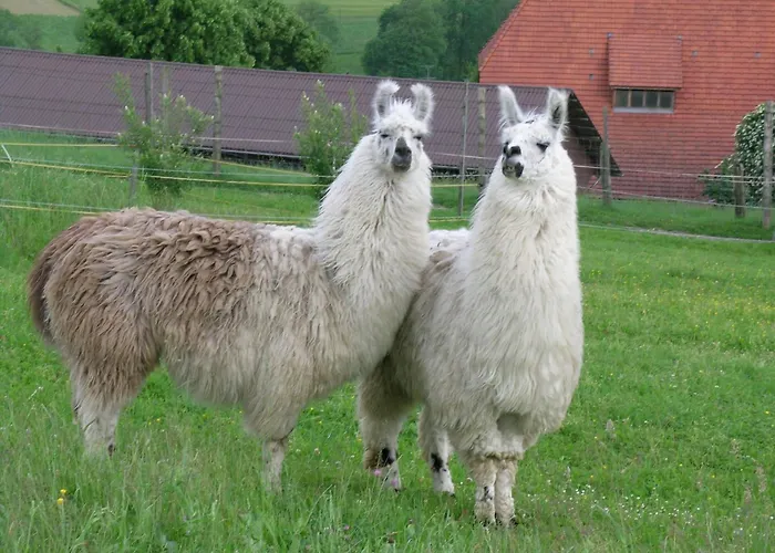 Lamahof Tschaeppel By Interhome Huttwil