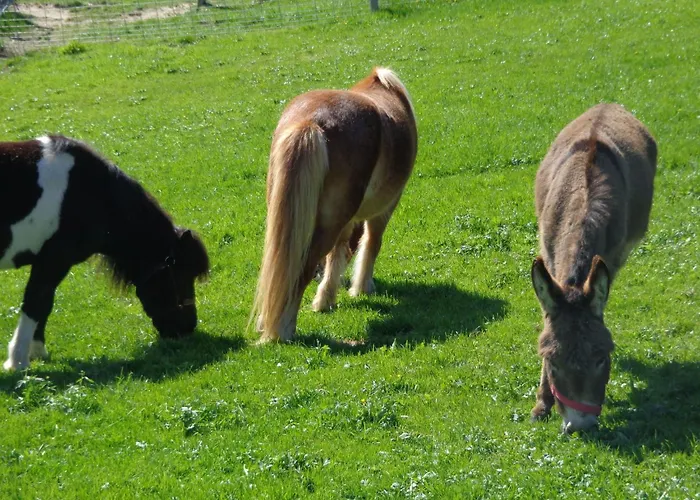 Lamahof Tschaeppel By Interhome Huttwil